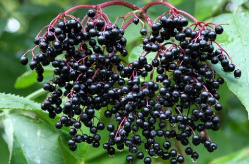 Soyuqdəyməni və qrippi müalicə edən MÖCÜZƏLİ BİTKİ