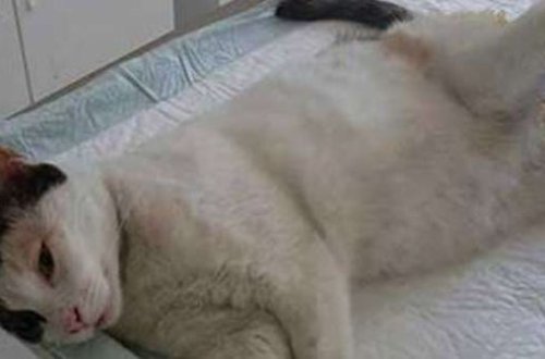 Kişilər pişiyi belə zorladı, nəticədə...-  FOTO (+18)