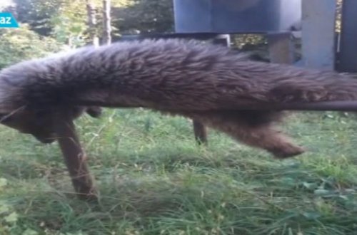 Oğuzda kəndə hücum edən ayını 