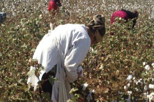 Hacıqabulda biabırçılıq — təhsil işçilərinə görün nə etdirirlər?