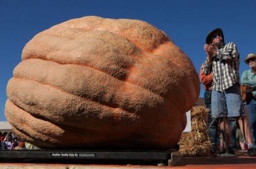 Belçikada dünyanın ən böyük balqabağı yetişdirilib – VİDEO