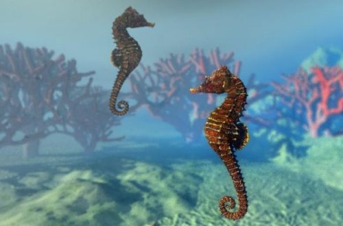 Bakıda dəniz atları satışa çıxarıldı