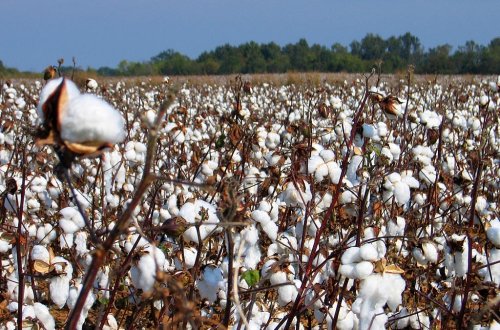 Müəllim və şagirdlər pambıq yığımına cəlb edilməyib – RƏSMİ AÇIQLAMA