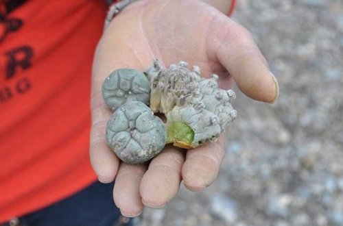 Bu meyvəni yeyən həmin an lüt soyunur, özünü dişləyir