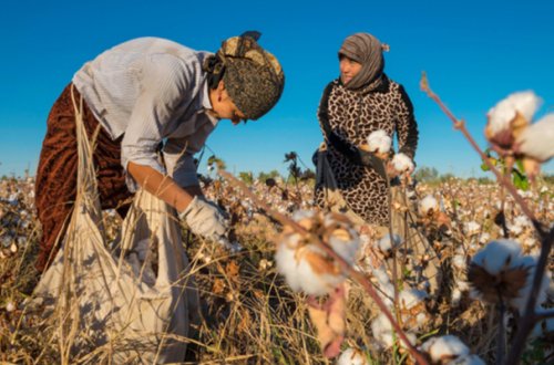 Göyçayda tibb işçiləri pambıq yığır - Xəstəxanadan Açıqlama + FOTO
