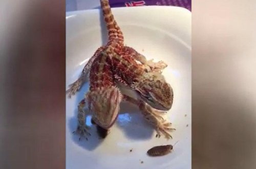 Dünya şokda: İki başlı canlı 