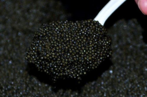 Azərbaycana 5,75 kq qanunsuz nərə balığı kürüsünün keçirilməsinin qarşısı alınıb