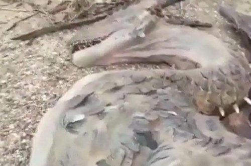 Bu da gerçək əjdaha- Dünya şokda- VİDEO