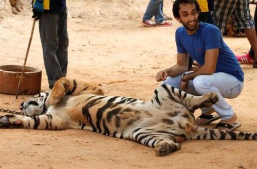Cinsi gücü artırmaq üçün pələngləri öldürürlər