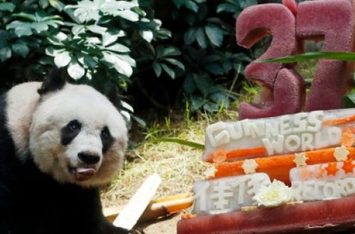 Dünyanın ən qoca pandası öldü