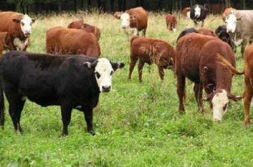 İnəkləri oğurlayan şəxs tutuldu - Tovuzda