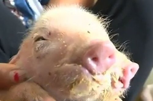 Çində üçgözlü və iki burunlu donuz balası doğuldu – VİDEO