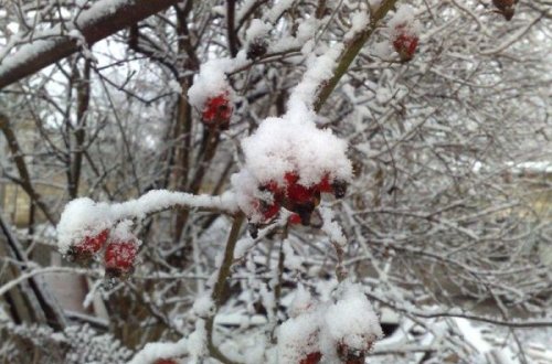 Sulu qar, qar yağacaq - Sabahın havası
