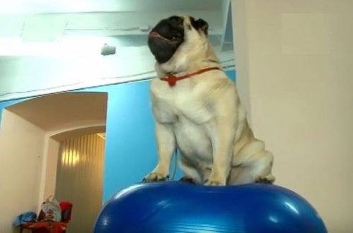 İtlər üçün fitnes klub fəaliyyətə başladı - VİDEO