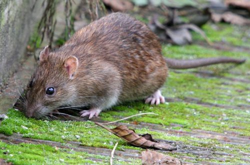 Qəribə qərar: Tutulan hər siçana görə 2 manat pul