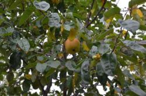 Türkiyədə QƏRİBƏ OLAY: 7 il sonra ağacı meyvə gətirdi: amma... - FOTO