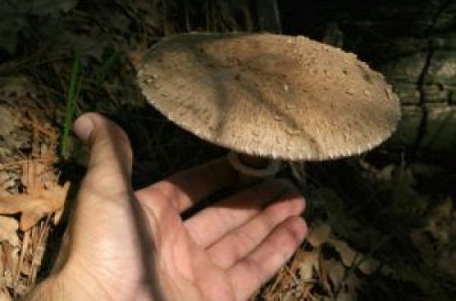 Qaxda 24 yaşlı gənc göbələkdən zəhərlənib