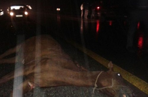 Göyçayda avtomobil atı vurub, xəsarət alan var – FOTO