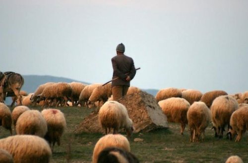 Daşkəsəndə BİABIRÇILIQ! Çobanı belə zorladılar