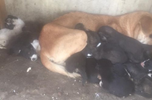 Balaxanı heyvan sığınacağından dəhşətli görüntülər-FOTO-VİDEO