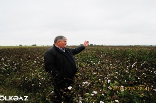 Pambıq zavodunun iflasa uğratdığı fermer: 