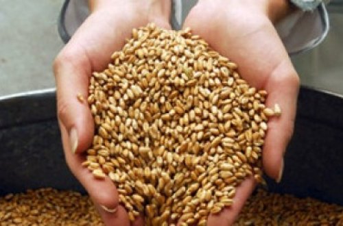 Azərbaycan Qazaxıstandan 1 mln. tondan artıq taxıl alacaq