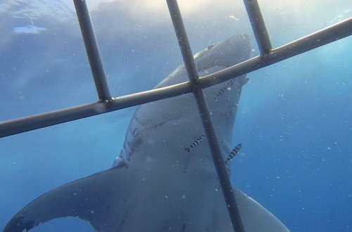 Köpəkbalığı dalğıca hücum etdi - VİDEO