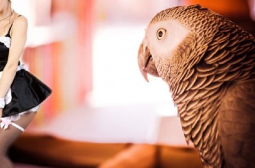 Xəyanətin tək şahidi tutuquşu oldu, amma...