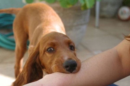 Ağdamda qadını it dişləyib