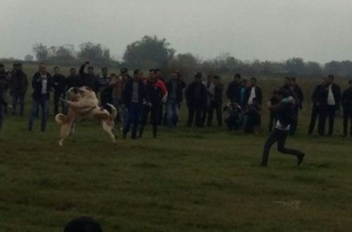 Bərdədə qadağan olunmuş it döyüşü keçirilir - Fotolar + Video