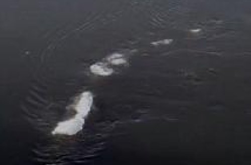 Çayda üzən kəndir idi, yoxsa sirli canlı? - VİDEO - FOTO