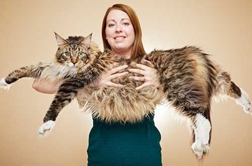 Dünyanın ən uzun pişiyi - 118 sm... - VİDEO