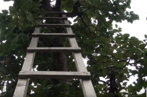 Kişi xurma ağacından yıxılıb öldü