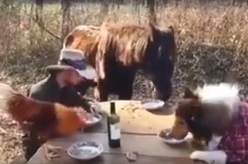 Heyvanlarla çaxır içən fermer – FOTO+VİDEO