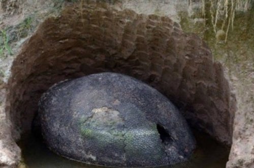 Dünya alimləri ŞOKda: Fermer dinozavr yumurtası tapdı - FOTOLAR