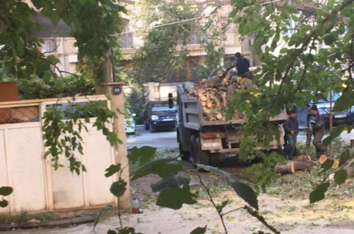 Bakıda növbəti ağac “soyqırımı” - Video