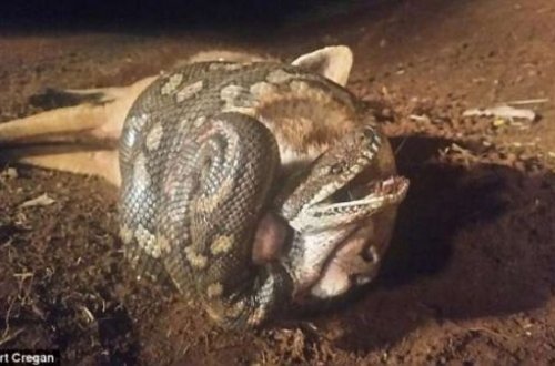 İlan tülkünü belə yedi - FOTOLAR