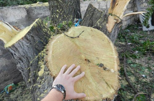 Paytaxtda ağacların kəsilməsi ilə bağlı polisə müraciət olundu