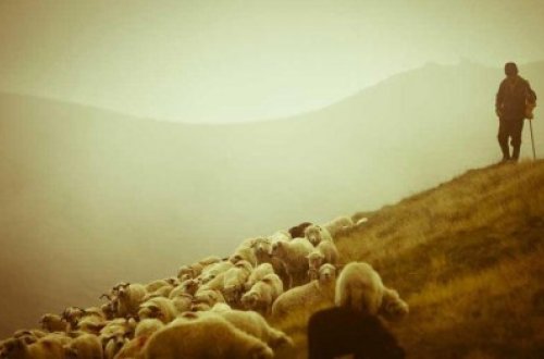 Ermənilər cəbhə bölgəsində çobanları atəşə tutub