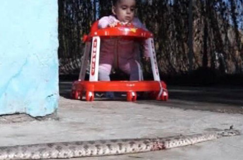 Ağdamda ilan sürüsü evlərə girib — FOTOLAR