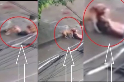 İt onu belə parçaladı, görüntülər anbaan... - Əsəbi zəif olanlar baxmasın! - VİDEO