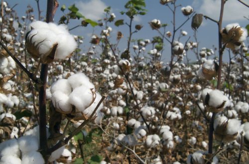 Pambıq və tütün əkənlərə subsidiyar yeni qaydalarla veriləcək