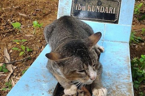 Sahibəsinə vəfalı pişik milyonları kövrəltdi - FOTOLAR