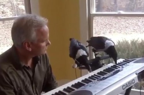 Qarğalardan fantastik ifa – FOTO/VİDEO