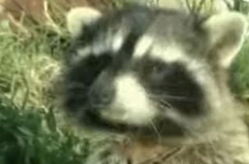 Amerika yenotu Sabirabada necə gəlib çıxdı? — VİDEO