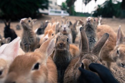 Bu adada ancaq dovşanlar və insanlar yaşayır – FOTOLAR