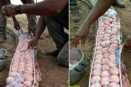 Kəndlilər nəhəng ana ilanı öldürdülər - FOTOLAR