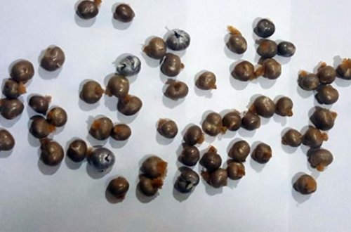 Daxili orqanlarından heroin çıxdı - 57 büküm...