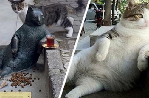 Heykəli oğurlanan Tombili - Rusiyada gündəm oldu - FOTOLAR