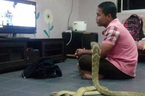 Sevgilisini itirən kişi kobra ilə evləndi - FOTOLAR